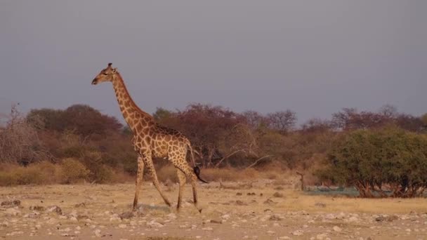 Жираф Giraffa Camelopardalis Национальном Парке Этоша Намибия Африка — стоковое видео