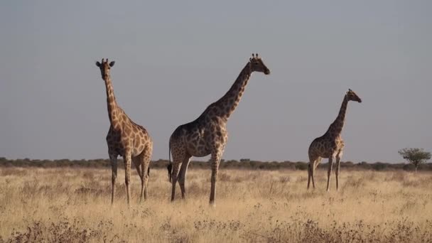 Žirafa Žirafa Camelopardalis Národním Parku Etosha Namibie Afrika — Stock video