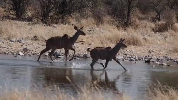 エトーシャ国立公園 ナミビア アフリカの大クド Tragelaphus Strepsicero — ストック動画