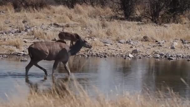 エトーシャ国立公園 ナミビア アフリカの大クド Tragelaphus Strepsicero — ストック動画