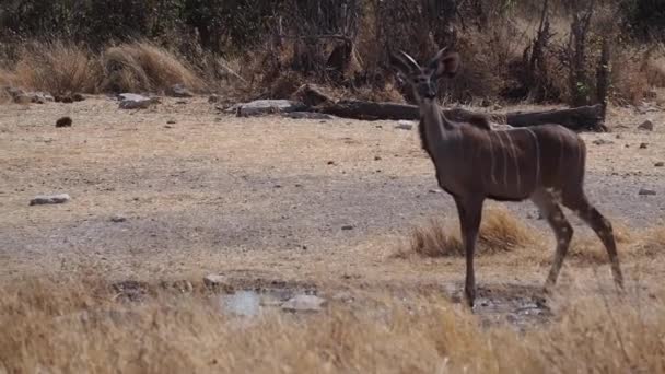 Большой Куду Tragelaphus Strepsiceros Национальном Парке Этоша Намибия Африка — стоковое видео