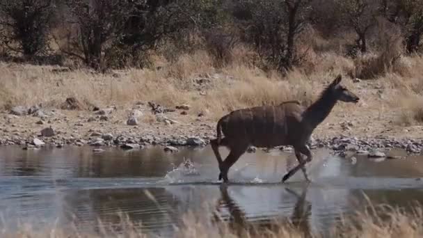 Greater Kudu Tragelaphus Strepsiceros Parku Narodowym Etosha Namibia Afryka — Wideo stockowe