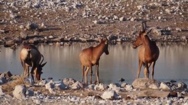 Etosha Ulusal Parkı, Namibya, Afrika 'da Impala (aepyceros melampus)