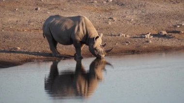 Namibya, Afrika 'daki Etosha Ulusal Parkı' nda kritik tehlike altındaki Siyah Gergedan (Diceros bicornis)