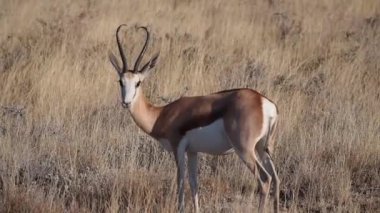 Etosha Ulusal Parkı, Namibya, Afrika 'da Springbok Antidorcas (Antidorcas)