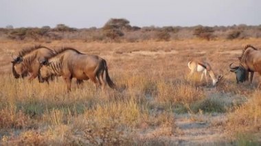 Etosha Ulusal Parkı, Namibya, Afrika 'da Mavi Antilop (Connochaetes taurinus)