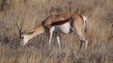 Etosha Ulusal Parkı, Namibya, Afrika 'da Springbok Antidorcas (Antidorcas)