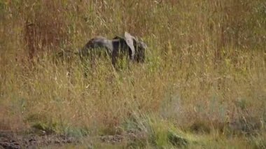 Afrika fili (Loxodonta africana) Wadi Huanib Namibya, Afrika