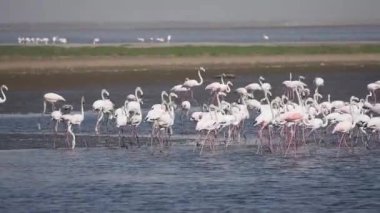 Walvis Körfezi bölgesinde Rosy Flamingo (Phoenicopterus ruber), Namibya, Afrika, Safari yaban hayatı