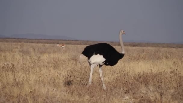 Αφρικανική Στρουθοκάμηλος Struthio Camelus Στην Αφρικανική Σαβάνα Στο Εθνικό Πάρκο — Αρχείο Βίντεο