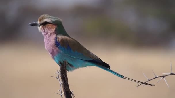 Rouleau Poitrine Lilas Coracias Caudatus Dans Parc National Etosha Namibie — Video