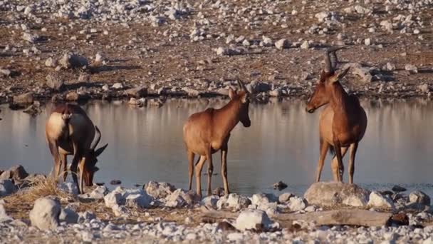 Impala Aepyceros Melampus Parque Nacional Etosha Namíbia África — Vídeo de Stock