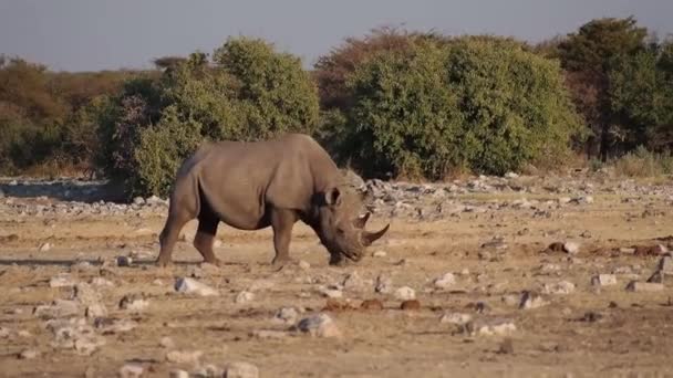 Kriticky Ohrožený Nosorožec Černý Diceros Bicornis Národním Parku Etosha Namibii — Stock video