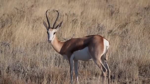 Springbok Antelope Antidorcas Parque Nacional Etosha Namibia África — Vídeos de Stock