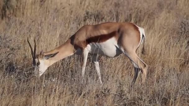Springbok Antelope Antidorcas Etosha Nemzeti Parkban Namíbia Afrika — Stock videók