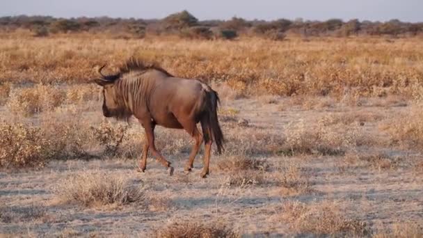 Μπλε Γκνου Connochaetes Taurinus Στο Εθνικό Πάρκο Etosha Ναμίμπια Αφρική — Αρχείο Βίντεο