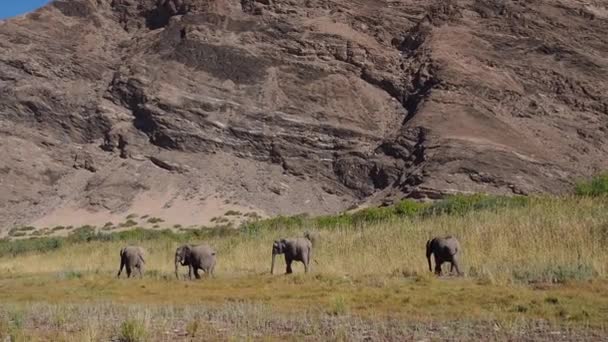 Afrikansk Elefant Loxodonta Africana Wadi Huanib Namibia Afrika — Stockvideo