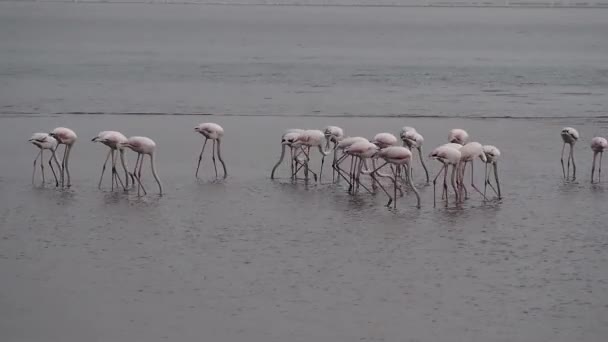 Rosy Flamingo Phoenicopterus Ruber Reserva Walvis Bay Namibia África Safari — Vídeos de Stock