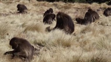 Simien Dağları Ulusal Parkı, Etiyopya, Afrika 'da Gelada maymunları (Theropithecus gelada)