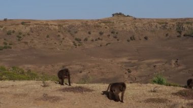 Simien Dağları Ulusal Parkı, Etiyopya, Afrika 'da Gelada maymunları (Theropithecus gelada)