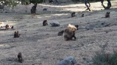 Simien Dağları Ulusal Parkı, Etiyopya, Afrika 'da Gelada maymunları (Theropithecus gelada)