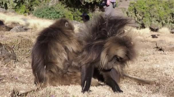 Monos Gelada Theropithecus Gelada Parque Nacional Las Montañas Simien Etiopía — Vídeo de stock