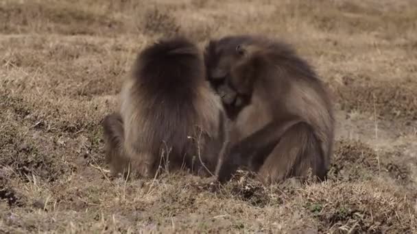 Gelada Monkeys Theropithecus Gelada Simien Mountains National Park Ethiopia Africa — Stock Video
