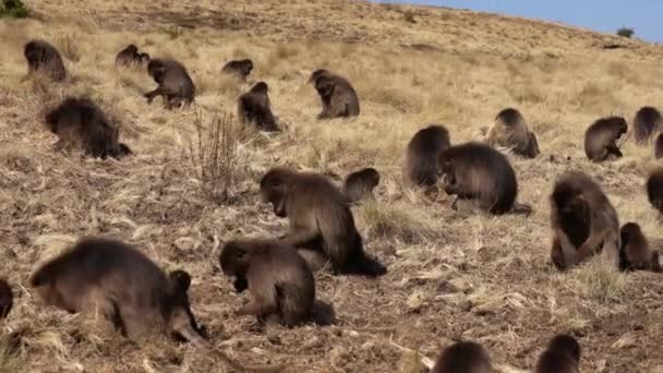 Gelada Affen Theropithecus Gelada Simien Gebirgsnationalpark Äthiopien Afrika — Stockvideo