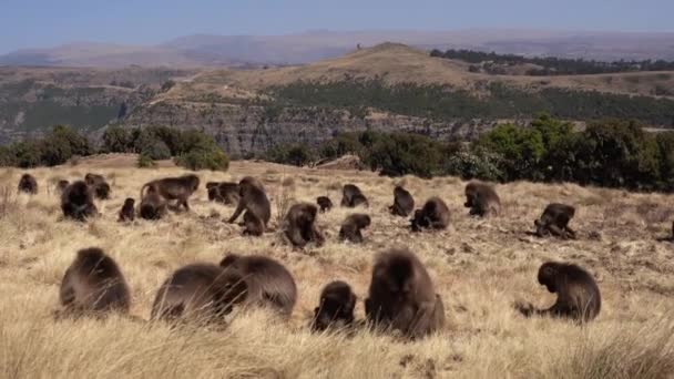 Обезьяны Фалады Theropithecus Fabada Национальном Парке Сиамские Горы Эфелия Африка — стоковое видео