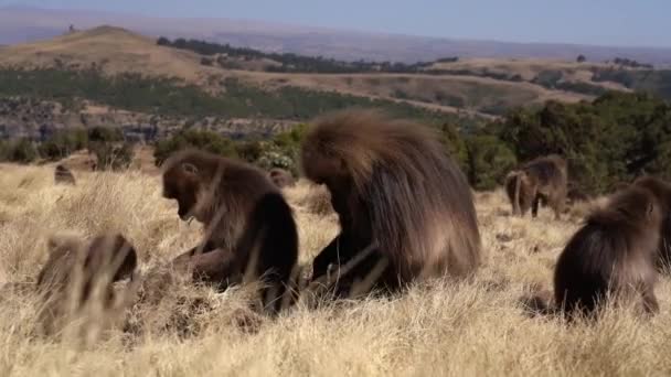 Gelada Apen Theropithecus Gelada Simien Gebergte Nationaal Park Ethiopië Afrika — Stockvideo