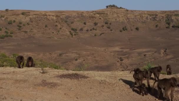 Gelada Macacos Theropithecus Gelada Simien Montanhas Parque Nacional Etiópia África — Vídeo de Stock