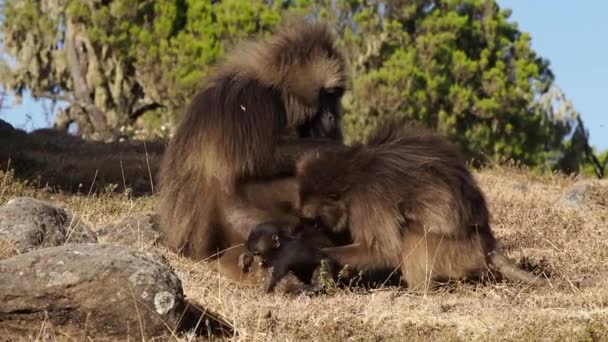 Gelada Monkeys Theropithecus Gelada Simien Mountains National Park Ethiopia Africa — Stock Video