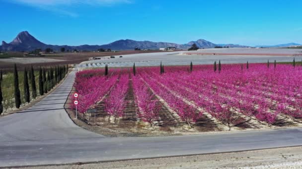 Flor Melocotón Cieza Huertos Entre Mirador Horno Macetua Videografía Florecimiento — Vídeos de Stock