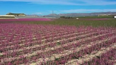 Cieza 'da şeftali çiçeği, Mirador El Horno ile La Macetua arasında meyve bahçeleri. Murcia bölgesindeki Cieza 'da çiçek açan şeftali ağaçlarının videosu. Şeftali, erik ve nektarin ağaçları. İspanya