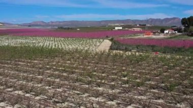 Cieza 'da şeftali çiçeği, Mirador El Horno ile La Macetua arasında meyve bahçeleri. Murcia bölgesindeki Cieza 'da çiçek açan şeftali ağaçlarının videosu. Şeftali, erik ve nektarin ağaçları. İspanya