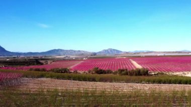 Cieza yakınlarındaki Ascoy 'da şeftali çiçeği. Murcia bölgesindeki Cieza 'da çiçek açan şeftali ağaçlarının videosu. Şeftali, erik ve nektarin ağaçları. İspanya