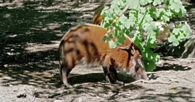 Kızıl nehir domuzu, Potamochoerus porcus, ayrıca çalı domuzu olarak da bilinir. Bu domuzun yer altında yiyecek bulmak için keskin bir koku alma duyusu var..