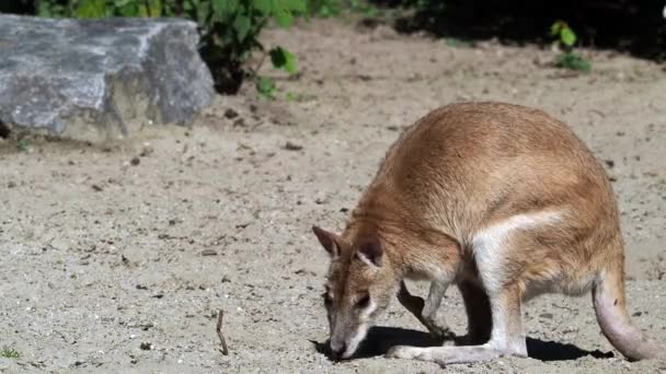 Das Wendige Wallaby Macropus Agilis Auch Als Sandwallaby Bekannt Ist — Stockvideo