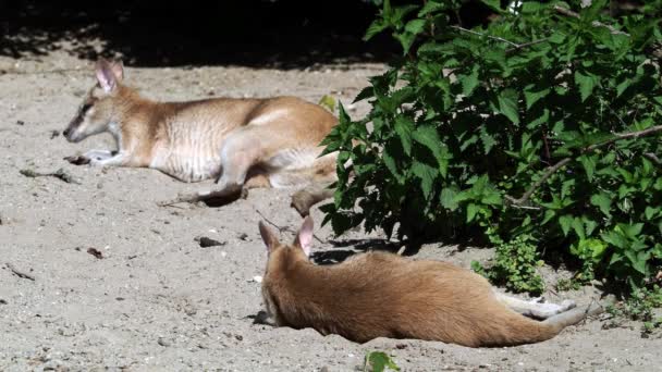 Ευκίνητο Γουάλαμπι Macropus Agilis Επίσης Γνωστό Αμμώδες Γουάλαμπι Είναι Ένα — Αρχείο Βίντεο