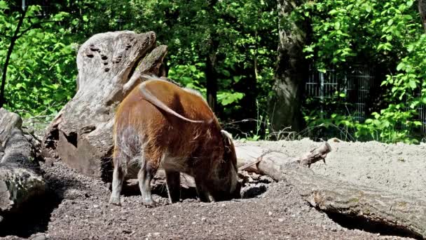 Cerdo Rojo Del Río Potamochoerus Porcus También Conocido Como Cerdo — Vídeos de Stock