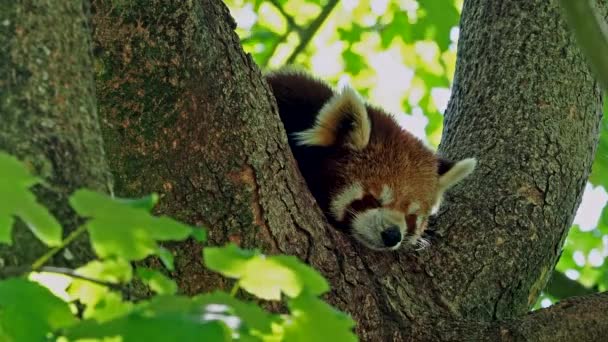 Rode Panda Ailurus Fulgens Ook Wel Mindere Panda Rode Kattenbeer — Stockvideo