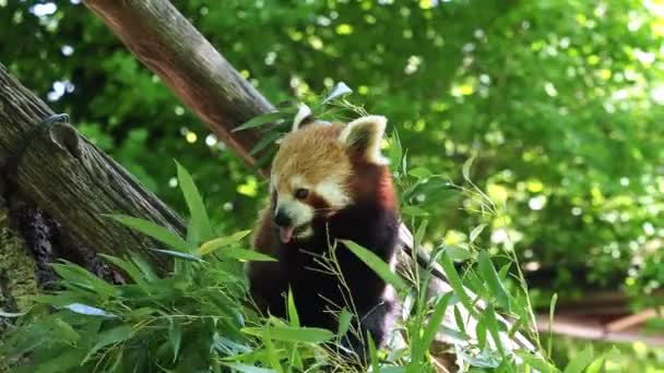 Rode Panda Ailurus Fulgens Ook Wel Mindere Panda Rode Kattenbeer — Stockvideo