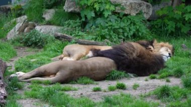 Aslan, Panthera leo, Panthera cinsindeki dört büyük kediden biridir ve Felidae familyasının bir üyesidir..