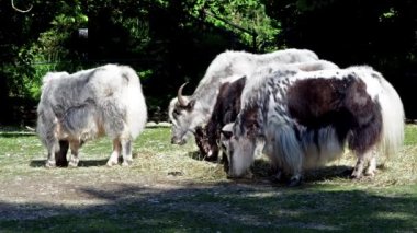 Yerli öküz Bos grunniens, Hindistan 'ın Himalaya bölgesinde, Tibet Platosu' nda ve Moğolistan ve Rusya 'nın kuzeyine kadar uzanan bölgede bulunan uzun tüylü bir sığırdır..
