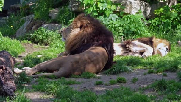 Leeuw Panthera Leo Een Van Vier Grote Katten Uit Familie — Stockvideo