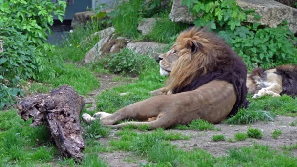 Lion Panthera Leo Est Des Quatre Grands Félins Genre Panthera — Video
