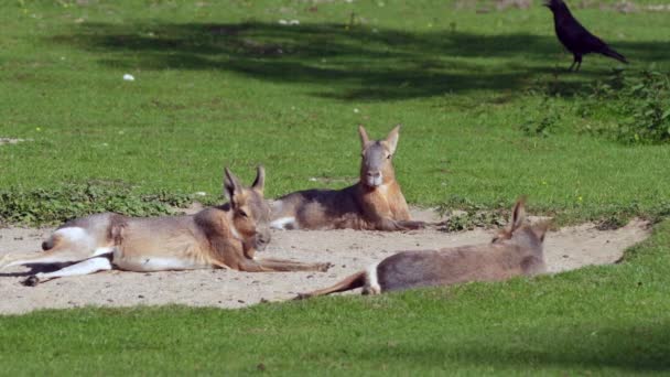 Patagonian Mara Dolichotis Patagonum Tito Velcí Příbuzní Morčat Jsou Běžné — Stock video