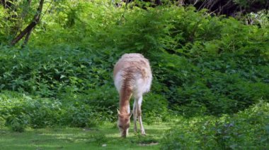 Vicunas, Vicugna Vicugna, And Dağları 'nın yüksek dağlık bölgelerinde yaşayan lama' nın akrabaları.