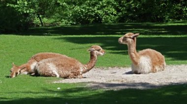 Vicunas, Vicugna Vicugna, And Dağları 'nın yüksek dağlık bölgelerinde yaşayan lama' nın akrabaları.