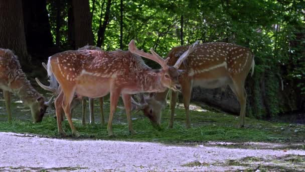 Parlagon Heverő Szarvas Dama Mesopotamica Cervidae Családba Tartozó Kérődző Emlős — Stock videók